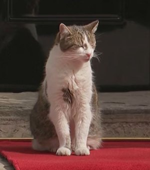Larry: o gato resgatado que vive há 15 anos na sede do governo Britânico