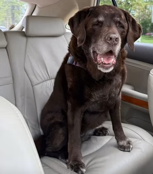 Prova de amor: tutora leva labradora idosa para volta de carro