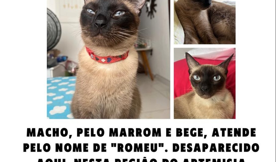 Família faz apelo para encontrar gato desaparecido em Maceió