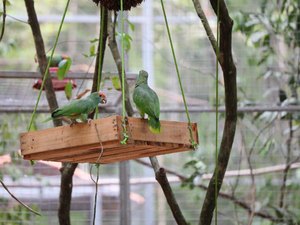 Papagaios Chauás serão transferidos para reserva ambiental do Rio Niquim