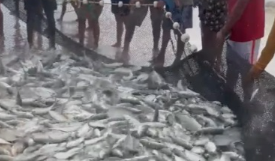 [Vídeo] Pescadores celebram fartura de peixes em praia de Alagoas