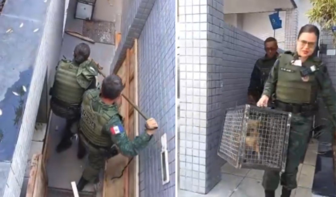 Raposa fica presa em lixeira de prédio na Serraria e é resgatada pelo BPA