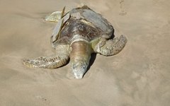 Tartaruga foi encontrada morta na Praia de Peroba