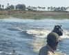 Hipopótamo persegue barco de turistas em rio de Botsuana, no Sul da África
