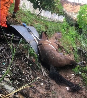 Cavalo é resgatado por bombeiros no bairro do Jacintinho