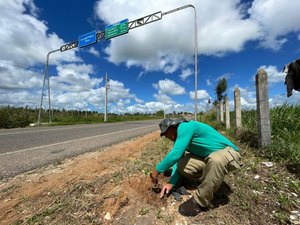 Alagoas Mais Verde planta mudas de árvores nativas às margens da rodovia Penedo-Pindorama