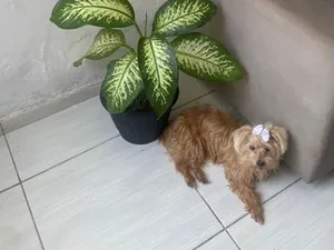 Cadela de 13 anos morre após ser atropelada no bairro São Jorge, em Maceió