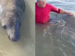 ﻿[Vídeo] Reintegrado à natureza, peixe-boi que foi agredido com facão é importunado por banhista