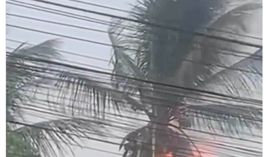 Coqueiro pega fogo após ser atingido por raio em Arapiraca