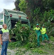 Alurb realiza intervenções em árvores no bairro da Gruta de Lourdes