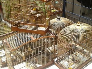 Cavalaria da PM apreende quase 50 animais silvestres em residência