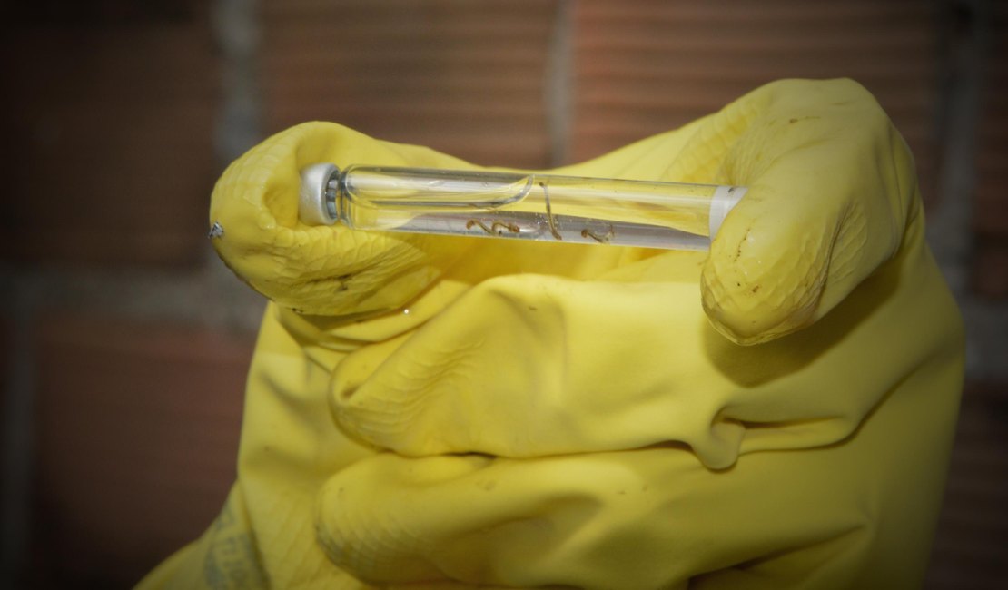 Alagoas lança plano para combater dengue, chikungunya e zika em 2026