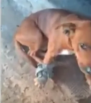 Cão é baleado durante ação policial em Maceió e caso é investigado pela Polícia Civil