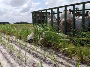 Safra de cana 2019/2020: estimativa de moagem é superar um milhão de toneladas 