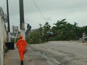 Queda de árvore centenária derruba postes e bloqueia trânsito na Av. Gustavo Paiva