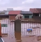 Pelo menos 3,5 mil animais ilhados pela chuva foram resgatados