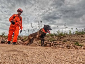 Cão farejador auxilia buscas por homem desaparecido após fortes chuvas em Piranhas