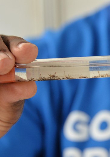 Ministério da Saúde aponta queda de 58% nos casos de dengue em Alagoas