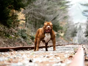 'Maior pitbull do mundo' tem sêmen que vale fortuna e problemas com a lei