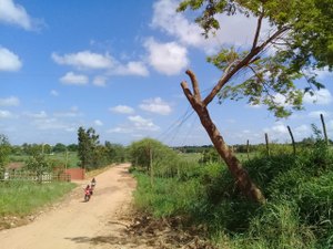 Árvore ameaça cair e pode causar um acidente grave na zona rural de Arapiraca 