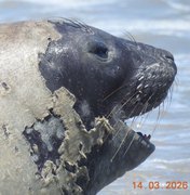Banhistas devem manter distância de elefante-marinho que chegou à praia de Maceió