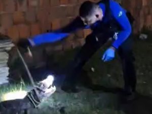 [Vídeo] Jacaré de quase dois metros que invadiu residência é regatado em Marechal Deodoro