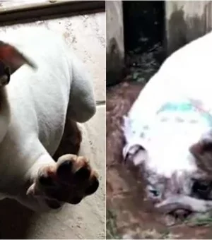 Bulldog viraliza após ser flagrada rolando na lama e perseguindo sua dona