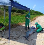 Boto-cinza é encontrado morto em São Miguel dos Milagres