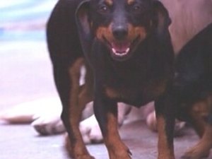 Lilica desaparece e família oferece recompensa