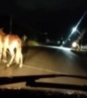 Motoristas registram animais no meio da rodovia AL-101 Norte, em Maragogi