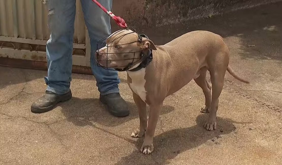 Câmara aprova uso obrigatório de focinheira para cães de grande porte em Maceió