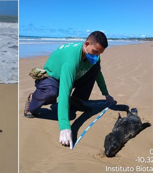 Após o caso Leôncio, lobo-marinho mobiliza buscas e é encontrado morto em AL