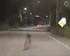 Delegado faz alerta após vídeo de homem deitado em rodovia de Maceió