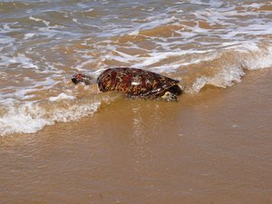 IMA orienta para riscos e regras ao encontrar peixes-boi e tartarugas no litoral de AL