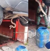 Jiboia de cerca de dois metros é resgatada embaixo de carro em Maceió