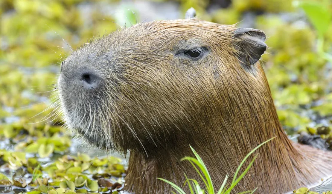 Capivara e anta brasileira, amigas, são sacrificadas em zoo na Inglaterra