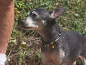 Chihuahua sobrevive a ataque de coiote em Los Angeles