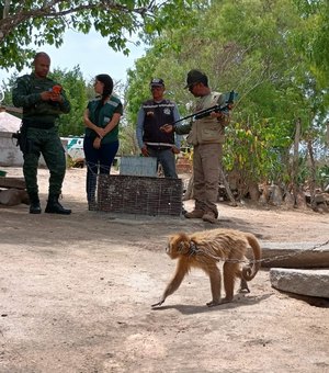 Ministério Público de Alagoas avança plano para proteção do Macaco-prego-galego