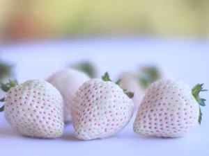 Morango branco? Produtor de Atibaia faz modificação genética e consegue fruto branco
