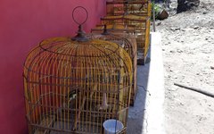 Pássaros recuperados pela FPI do São Francisco
