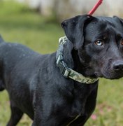 Equipe veterinária do Gabinete da Causa Animal alerta população sobre a leptospirose canina