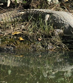 Arapiraca abre inscrições para capacitação em resgate e manejo de répteis