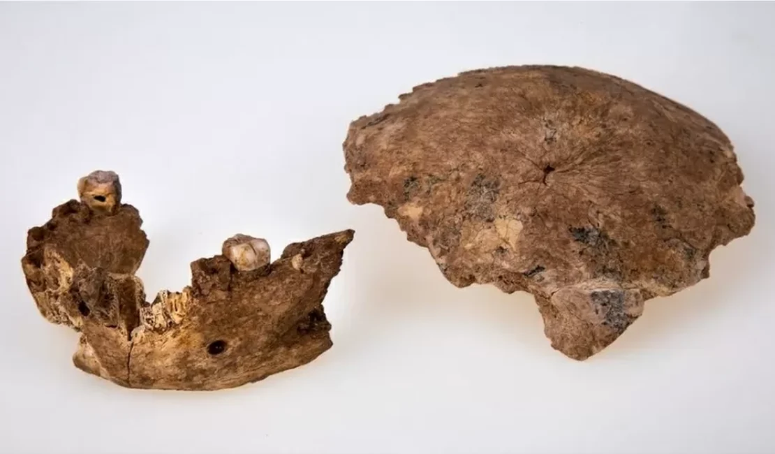 Nova espécie de ancestral humano é descoberta em Israel