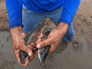Operações da UHE Xingó seguem aprisionando peixes em áreas secadas