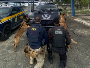 PRF apreende arma artesanal e 90 munições dentro de ônibus em São Sebastião