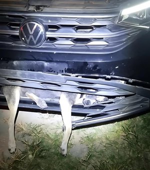 Cão fica preso em para-choque de carro após colisão