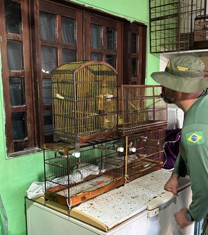 PF deflagra operação contra tráfico de animais silvestres em AL e SE