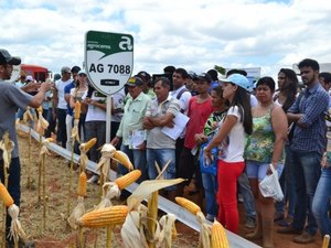 Incentivo a produção de milho anima setor