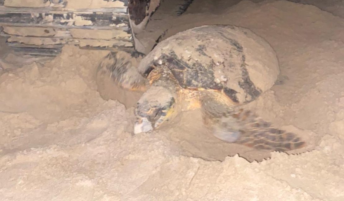 Tartaruga marinha é encontrada desovando em obra na Praia de Jatiúca