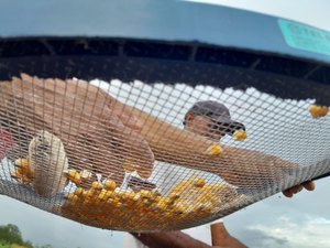 [Vídeo] Agricultores de Arapiraca preparam a terra com a esperança de chuva no Dia de São José